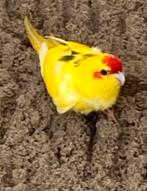 Kakariki, Geslacht onbekend, Parkiet