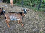 Hermelijn bruin bokje tekoop, Dieren en Toebehoren, Schapen, Geiten en Varkens, Mannelijk, Geit, 0 tot 2 jaar