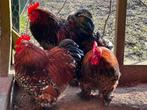 Gratis af te halen hanen, Dieren en Toebehoren, Mannelijk, Kip
