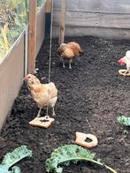 Araucana hennen, Dieren en Toebehoren, Pluimvee, Vrouwelijk, Kip