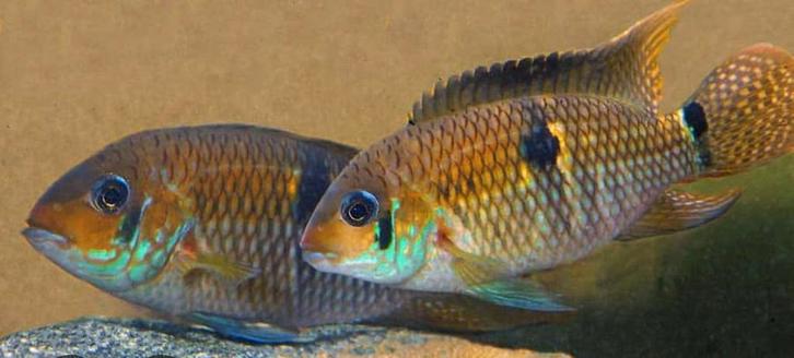 Aequidens supermaculatum koppel, Dieren en Toebehoren, Vissen | Aquariumvissen, Vis