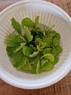 GRATIS kikkerbeet drijfplantjes voor aquarium!, Ophalen