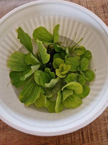 GRATIS kikkerbeet drijfplantjes voor aquarium! beschikbaar voor biedingen