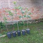 Perzikbomen, Ophalen, Minder dan 100 cm, Lente