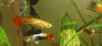 Guppies, Dieren en Toebehoren, Vissen | Aquariumvissen, Vis