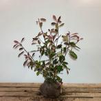 glansmispel photinia, Ophalen, Overige soorten, 100 tot 250 cm