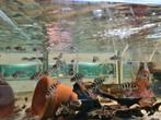 Neolamprologus Tretocephalus Tanganyika Cichliden, Dieren en Toebehoren, Vissen | Aquariumvissen, Vis, Zoetwatervis