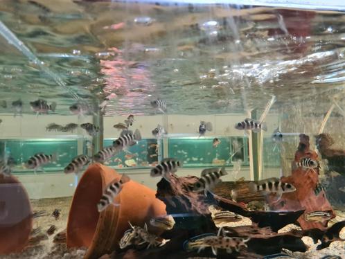 Neolamprologus Tretocephalus Tanganyika Cichliden, Dieren en Toebehoren, Vissen | Aquariumvissen, Zoetwatervis, Vis