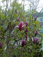 10 stuks magnolia,s in pot, Tuin en Terras, Planten | Tuinplanten, Ophalen of Verzenden, Overige soorten, Volle zon