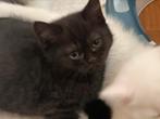 🐾 4 Betoverende Raszuivere Brits Korthaar Kittens! 🐾, Dieren en Toebehoren, Katten en Kittens | Raskatten | Korthaar, Meerdere dieren