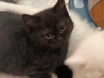 🐾 4 Betoverende Raszuivere Brits Korthaar Kittens! 🐾 beschikbaar voor biedingen
