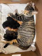 Jonge boederij kittens, Dieren en Toebehoren, Geslacht onbekend, Kortharig, 0 tot 2 jaar
