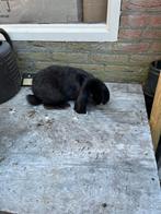 Konijnen., Dieren en Toebehoren, Konijnen
