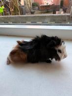 Super lief jong borstel cavia zeugje, Cavia, Vrouwelijk, Januari, Tam