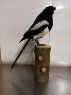 Opgezette ekster, Ophalen of Verzenden, Zo goed als nieuw, Vogel, Opgezet dier