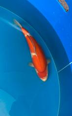 Kohaku momotaro female, Dieren en Toebehoren, Vissen | Vijvervissen, Karper of Koi