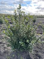 Ilex caroline upright. Buxus vervanger, Tuin en Terras, Ophalen of Verzenden, Haag