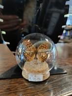 Prachtige vlinder in stolp, Ophalen of Verzenden, Zo goed als nieuw, H, H