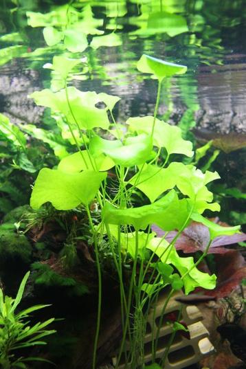 Nymphoides sp. "Taiwan" - waterplant beschikbaar voor biedingen