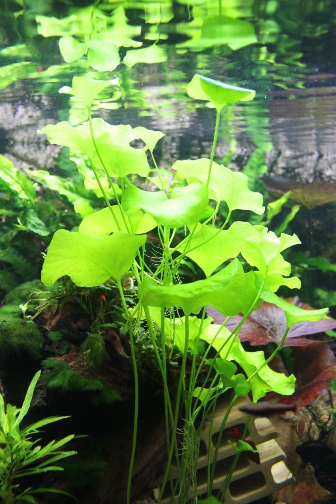 Nymphoides sp. "Taiwan" - waterplant, Dieren en Toebehoren, Vissen | Aquaria en Toebehoren, Nieuw, Plant(en), Steen of Hout, Ophalen