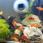 Ca 10 oranje Platies/Platy Vis, Dieren en Toebehoren, Ophalen, Zo goed als nieuw