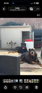 Rottweiler reu ( gecastreerd) 2 jr, Reu, CDV (hondenziekte), 1 tot 2 jaar, Groot
