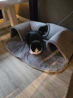 Gecastreerde kat, Dieren en Toebehoren, Katten en Kittens | Overige Katten, Kater, Kortharig, 0 tot 2 jaar