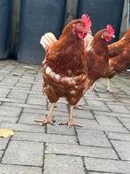 2  leggende Isa Brown hennen 7 maand oud, Dieren en Toebehoren, Pluimvee, Vrouwelijk, Kip