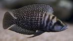 Tanganyika Cichliden: Altolamprologus calvus Black, Zoetwatervis, Vis