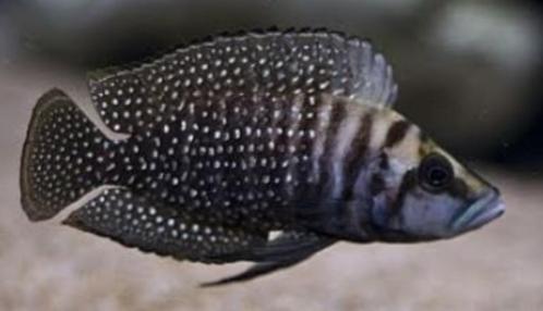 Tanganyika Cichliden: Altolamprologus calvus Black, Dieren en Toebehoren, Vissen | Aquariumvissen, Zoetwatervis, Vis