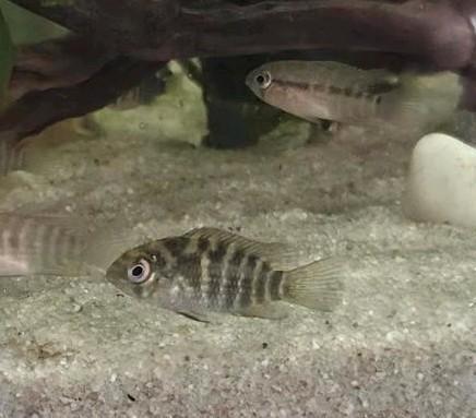 Krobia xinguensis ( eigen kweek), Dieren en Toebehoren, Vissen | Aquariumvissen, Vis