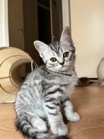 Ragdoll/ Brits korthaar Kitten, Dieren en Toebehoren, Katten en Kittens | Raskatten | Korthaar, Poes, Ontwormd, 0 tot 2 jaar