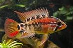 Apistogramma macmasteri red Head per paar - Koidream Valburg, Vis