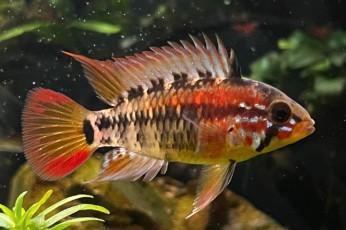 Apistogramma macmasteri red Head per paar - Koidream Valburg, Dieren en Toebehoren, Vissen | Aquariumvissen, Vis