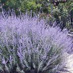 perovskia atriplicifolia blue steel reuzenlavendel, vaste pl, Ophalen, Bodembedekkers, Vaste plant, Halfschaduw