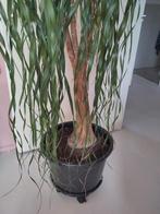 Olifantspoot, Ophalen, Halfschaduw, 150 tot 200 cm