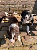 Friese stabij x bordercollie/australische shepperts pups, Dieren en Toebehoren, 8 tot 15 weken, Meerdere, Meerdere dieren, Middel