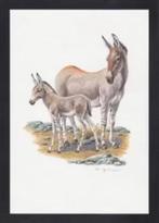 Ezels Wilde Ezel Kunstdruk., Ophalen of Verzenden, Zo goed als nieuw