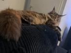 Mainecoon kittens, Dieren en Toebehoren, Katten en Kittens | Overige Katten, Meerdere dieren