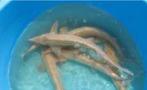Albino steur ca 60 / 70 cm - Koidream Valburg