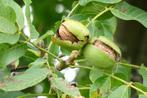 Juglans regia Gewonne Walnoot, Okkernoot eetbaar grote boom', Ophalen of Verzenden, Volle zon, Walnotenboom, Lente