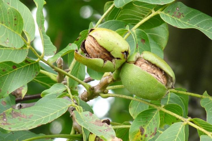 Juglans regia Gewonne Walnoot, Okkernoot eetbaar grote boom', Tuin en Terras, Planten | Fruitbomen, Walnotenboom, Volle zon, Lente