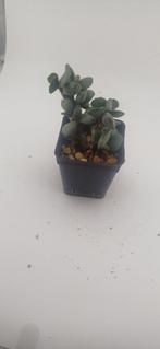 adromischus cooperi baker, Vetplant, Ophalen of Verzenden, Minder dan 100 cm, Volle zon