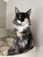 Mooie Maine Coon poes, Dieren en Toebehoren, Katten en Kittens | Raskatten | Langhaar