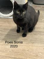 Sonia, europees korthaar poesje gest 5 jaar, Dieren en Toebehoren, Katten en Kittens | Overige Katten, Poes, Kortharig, 3 tot 5 jaar