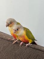 Lief broedkoppel Pyrrhura’s (Groenwangparkieten), Dieren en Toebehoren, Vogels | Parkieten en Papegaaien, Meerdere dieren, Parkiet