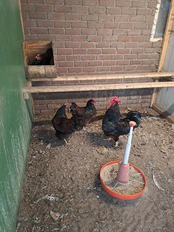 Barnevelder groot dubbel gezoomd kippen  beschikbaar voor biedingen