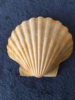 diverse grote bolle jacobs schelpen 15 cm herkomst Noorwegen, Verzamelen, Mineralen en Fossielen, Verzenden, Schelp(en)