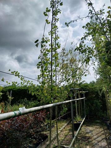Populus Tremula - ratelpopulier in pot beschikbaar voor biedingen