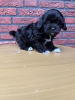 Shipoo pup teefje, Dieren en Toebehoren, Overige rassen, CDV (hondenziekte), 8 tot 15 weken, Teef